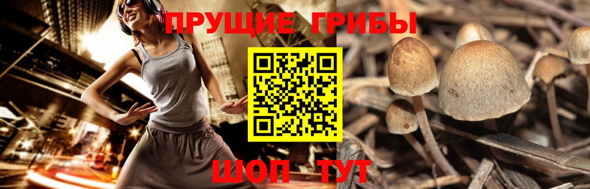 Реж  Псилоцибиновые грибы Psilocybe  Вход с VPN  Псилоцибиновые грибы Magic Shrooms 